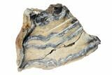 Mammoth Molar Slice With Case - South Carolina #99524-2